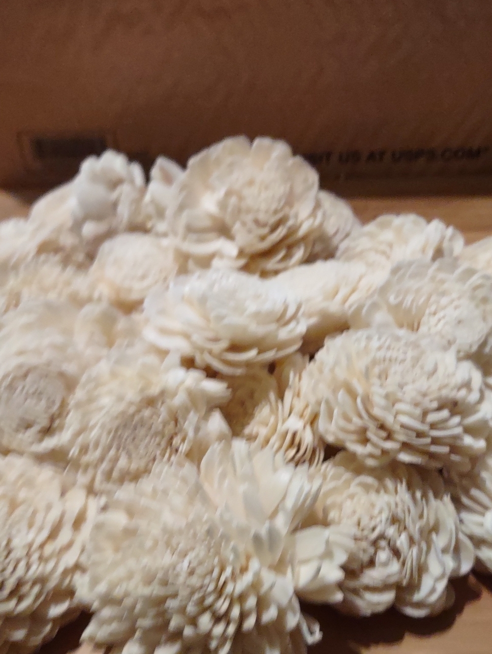 Zinnia Cream Sola Wood Flowers 25 Ct